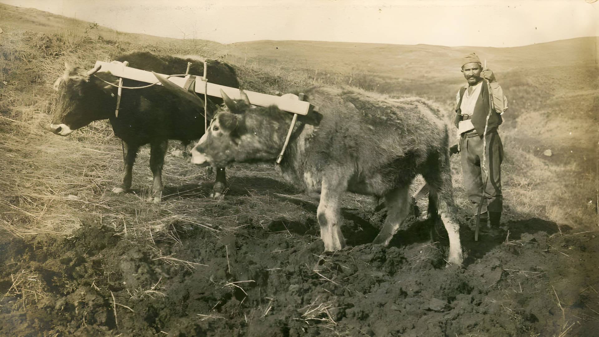 На нивата, 1915 г. На нивата, 1915 г.